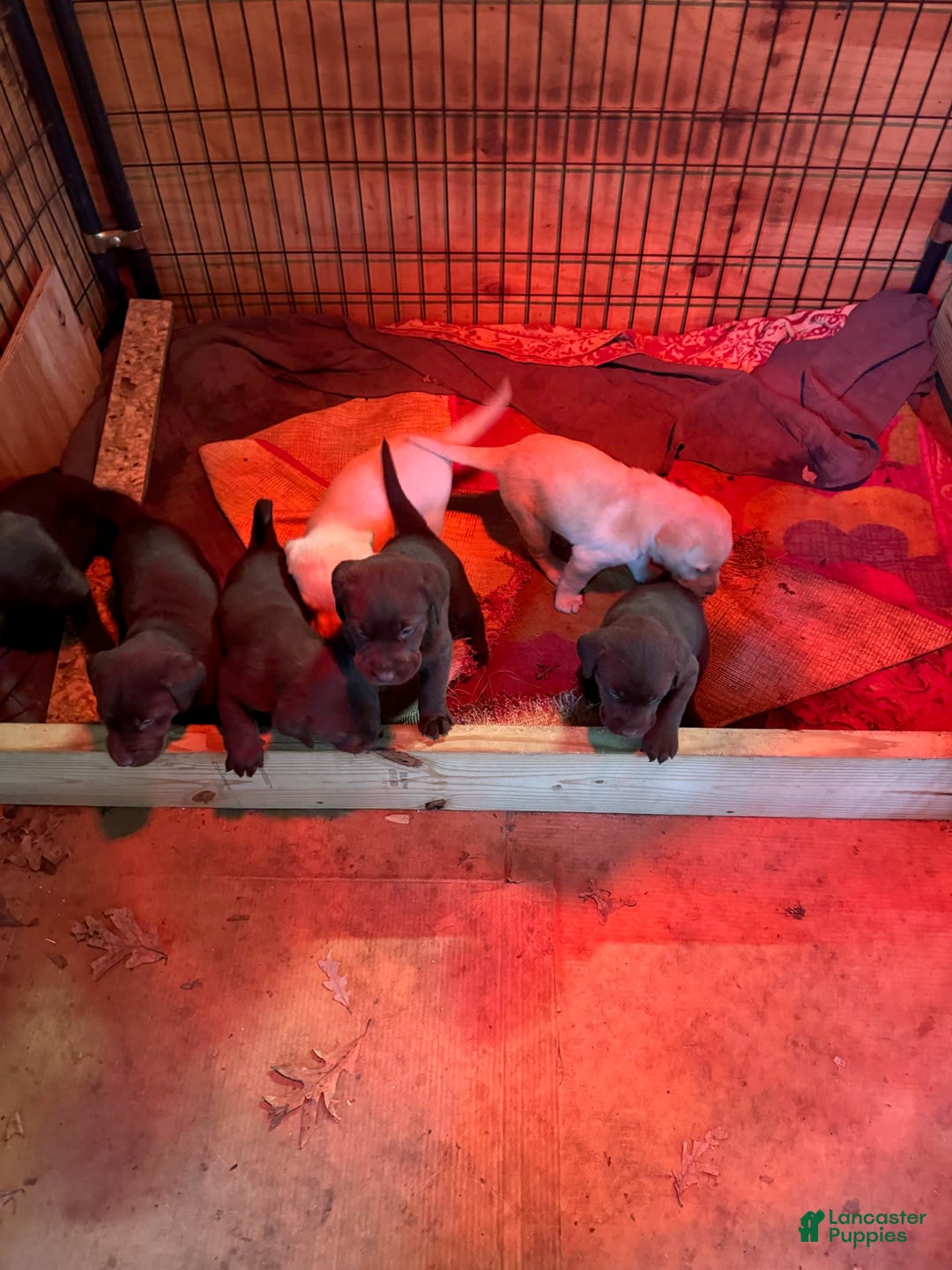 Gallery Image {{count}}