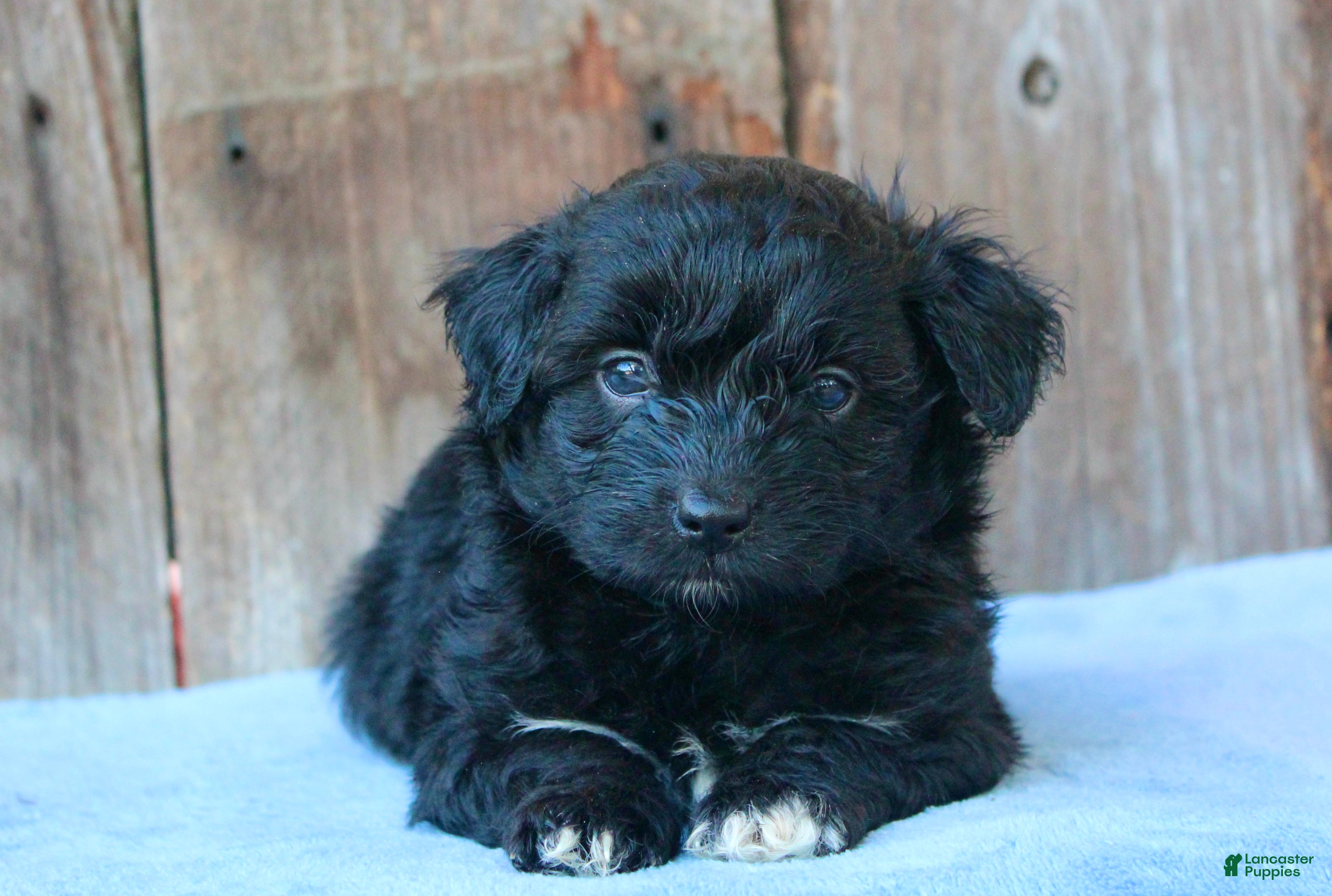 Mixed Breed dogs Ethan (toy) - Ad 1