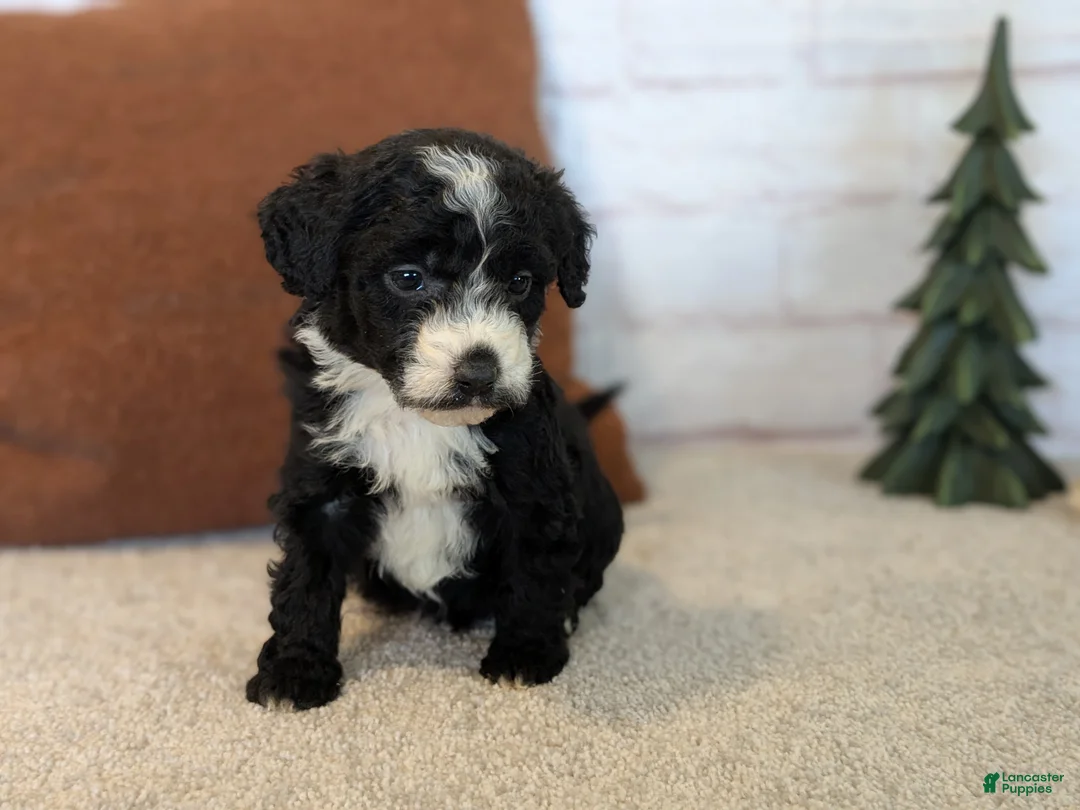 Mixed Breed dogs for sale: RoxAnn  - Ad 18