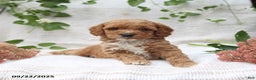 Cockapoo dogs for sale: Cindy - Ad 12