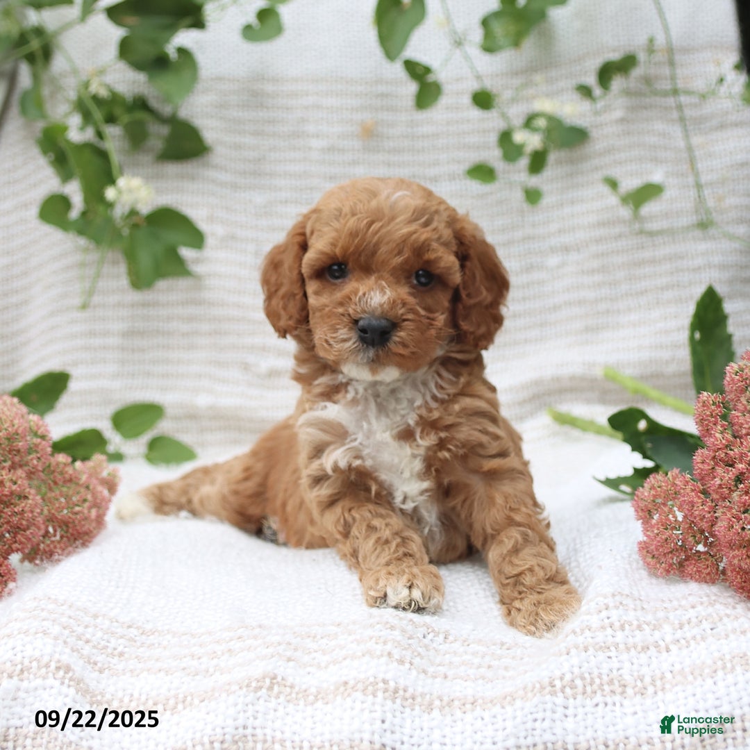 Cockapoo dogs for sale: Cindy - Ad 12
