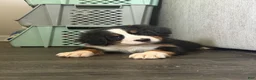 Bernese Mountain Dog dogs for sale: CamoGreen - Ad 20