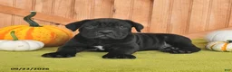 Cane Corso dogs for sale: Bear - Ad 5