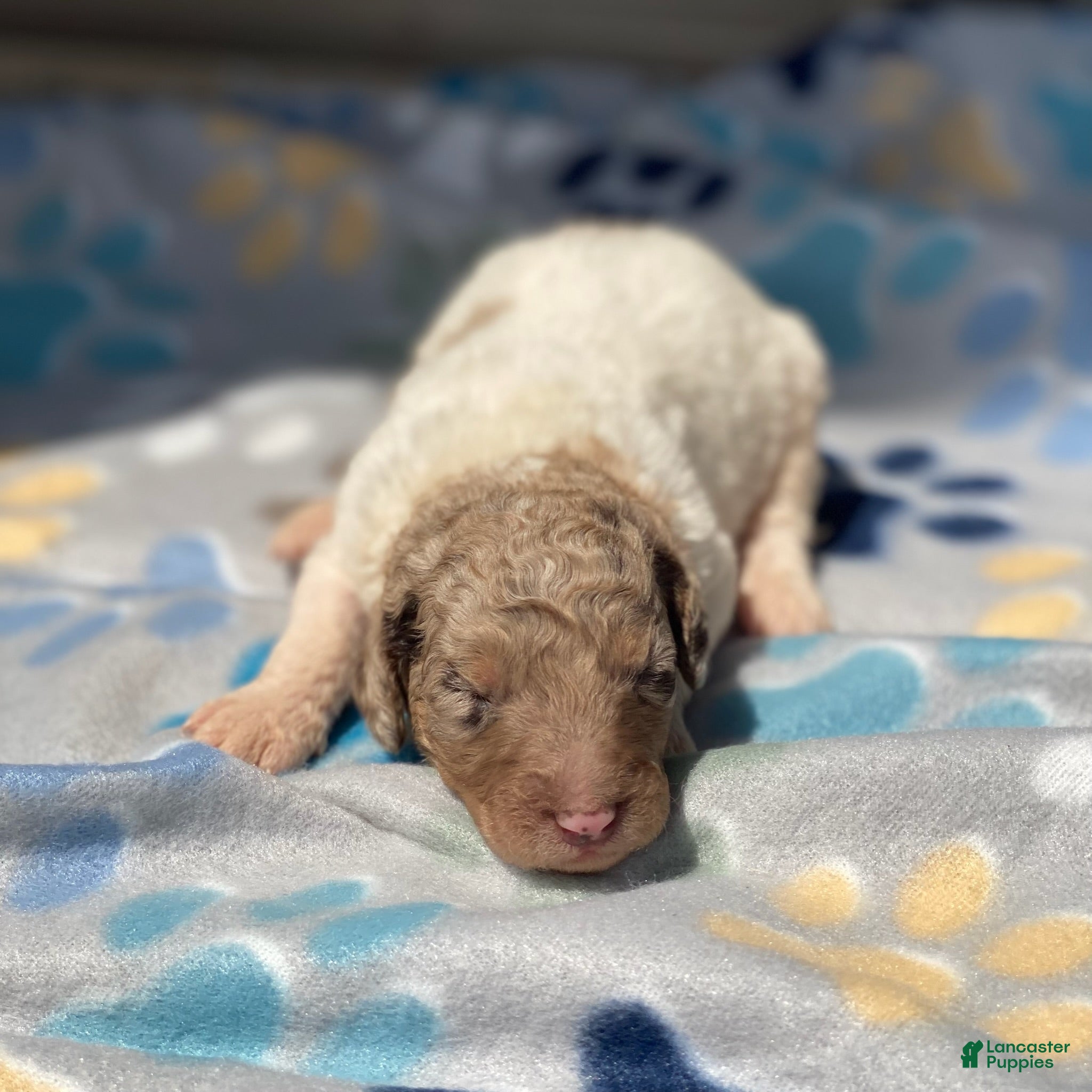 Standard Poodle dogs Maple - Ad 31
