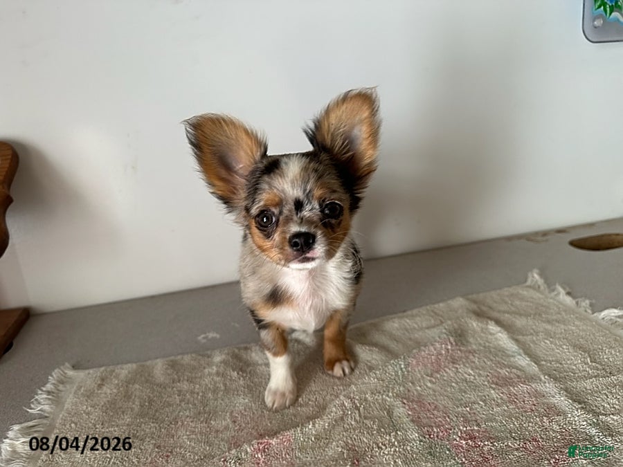 Chihuahua dogs for sale: Dandy - Ad 1