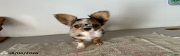 Chihuahua dogs for sale: Dandy - Ad 1
