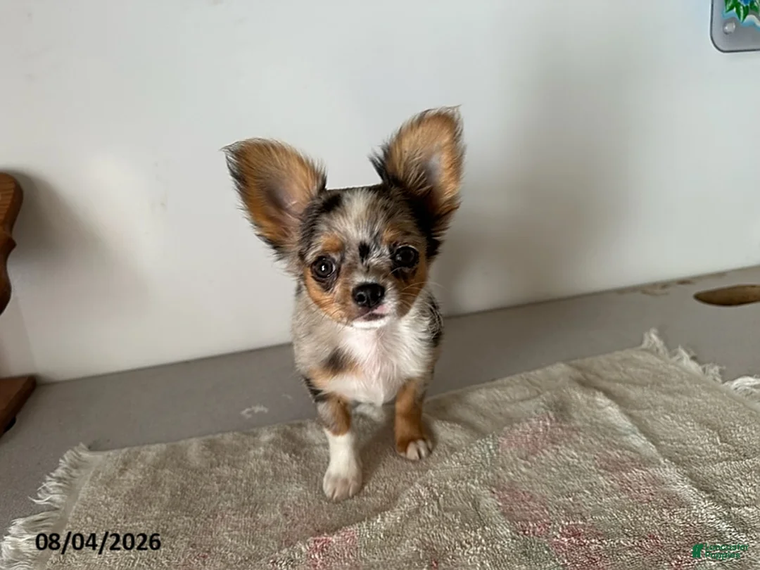 Chihuahua dogs for sale: Dandy - Ad 1