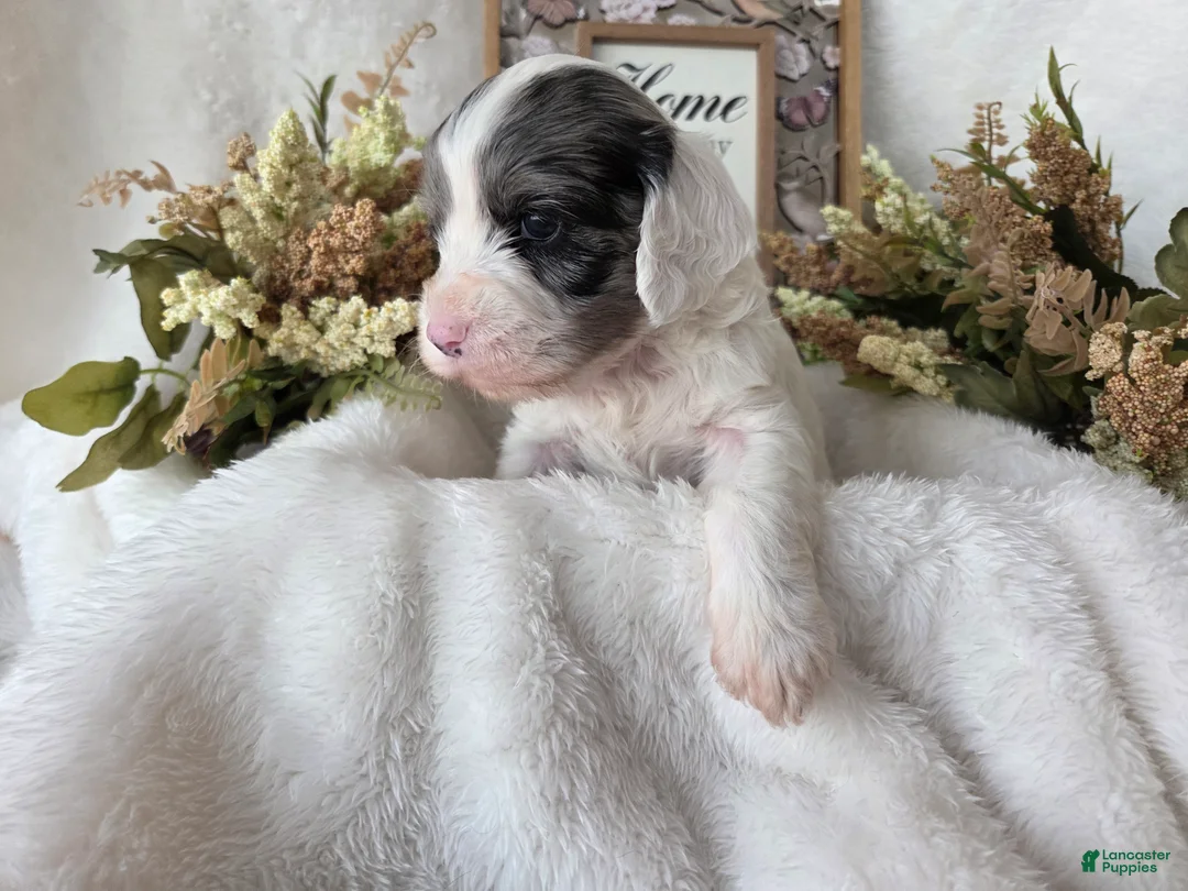 Cockapoo dogs for sale: Cockapoo Puppy 3 - Ad 3