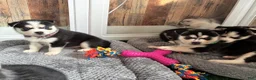 Pomsky dogs for sale: Reggie- Green Collar  - Ad 3