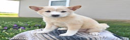 Shiba Inu dogs for sale: Shiba Inu 4 puppies - Ad 9