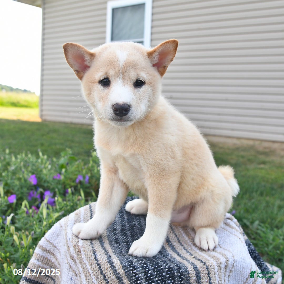 Shiba Inu dogs for sale: Shiba Inu 4 puppies - Ad 9