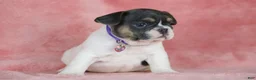 French Bulldog dogs for sale: Dottie - Ad 5