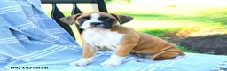 Boxer dogs for sale: Olivia - Ad 4