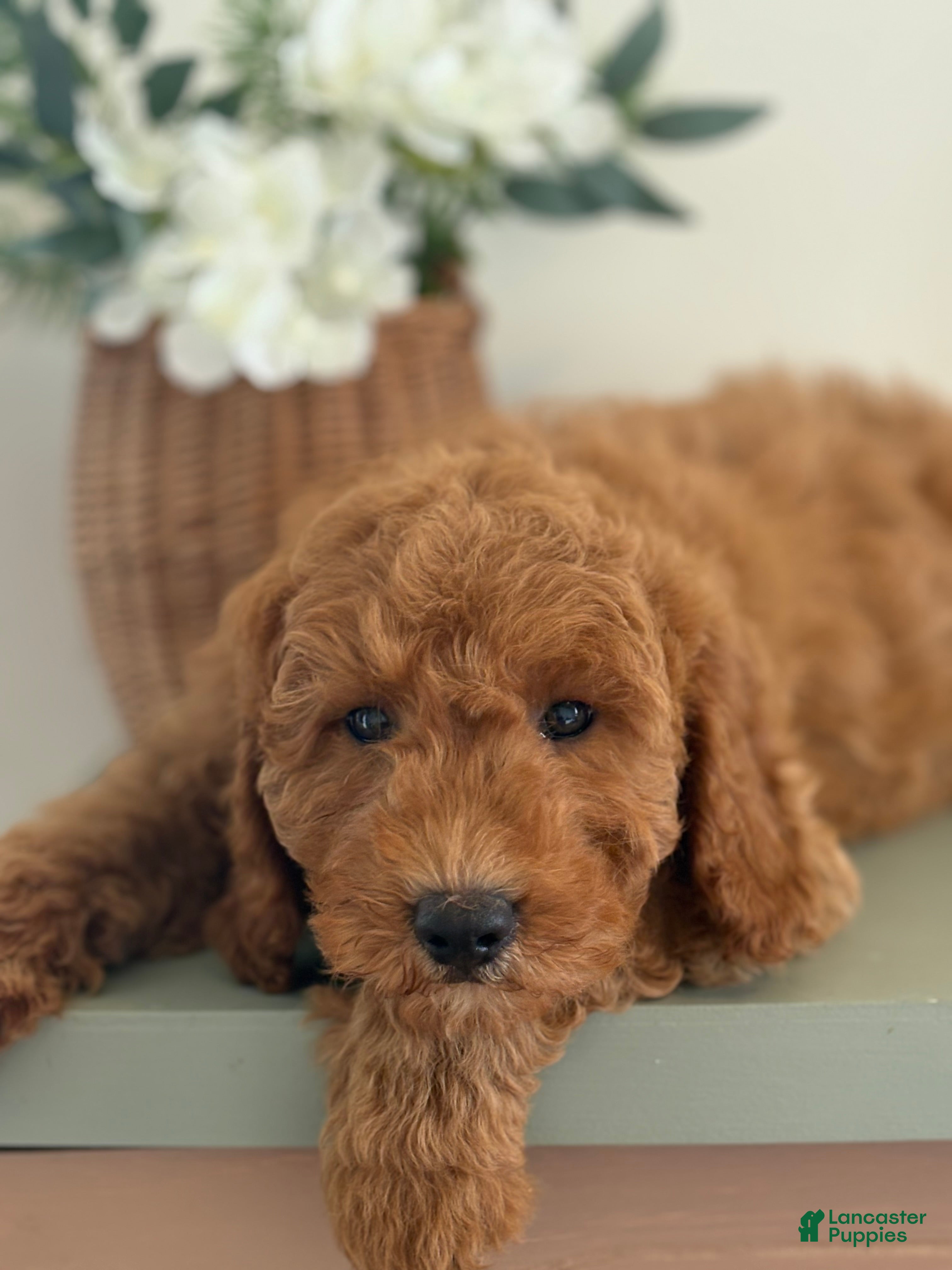 Mini Goldendoodle dogs Mini Goldendoodle Puppy 1 - Ad 2