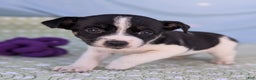 Rat Terrier dogs for sale: Pepper - Ad 4