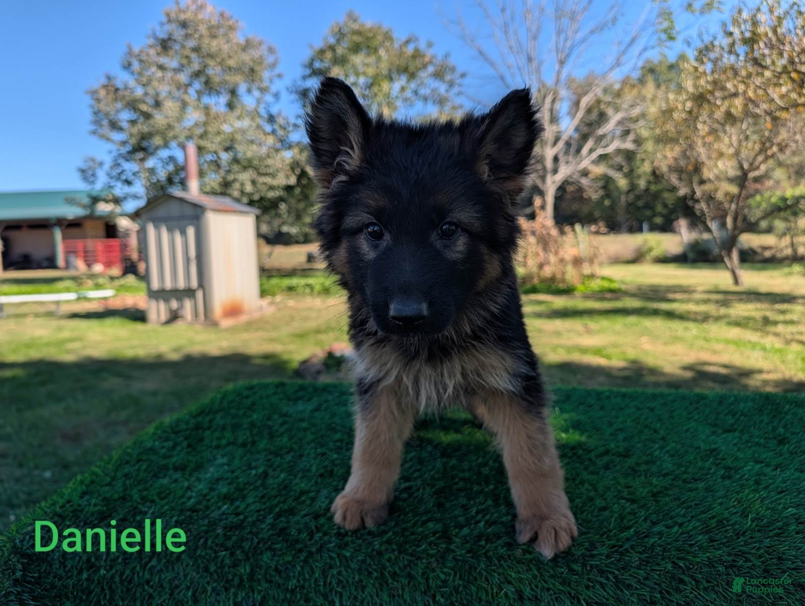 German Shepherd dogs Danielle - Ad 1