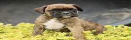 Boxer dogs for sale: Trax  - Ad 3