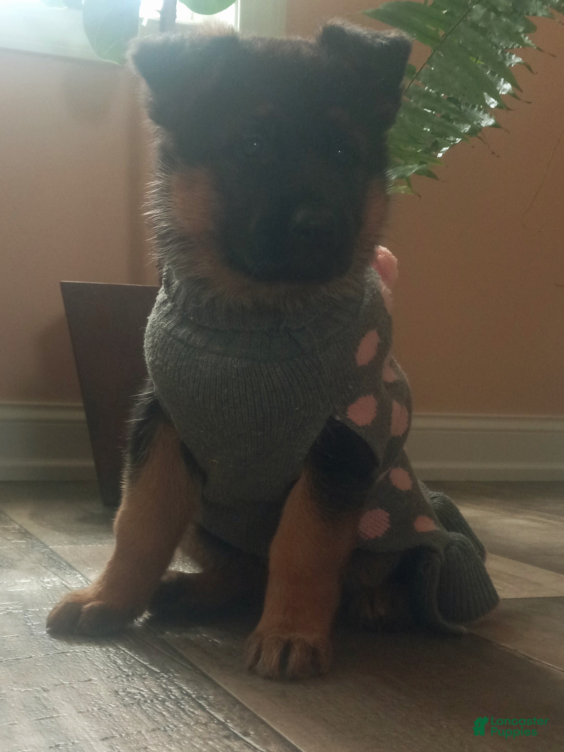 German Shepherd dogs Zara - Ad 2