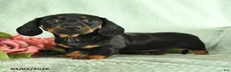 Dachshund dogs for sale: Gabby - Ad 4