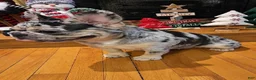 French Bulldog dogs for sale: Banjo Video ad - Ad 5
