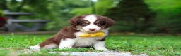 Miniature Australian Shepherd dogs for sale: Kai - Ad 6