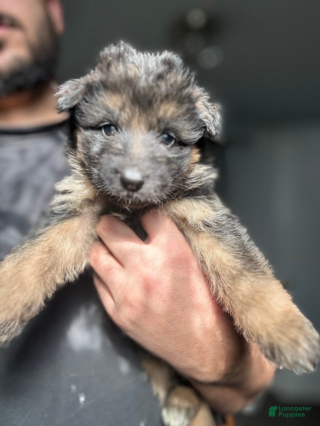 German Shepherd dogs for sale: Mango - Ad 11