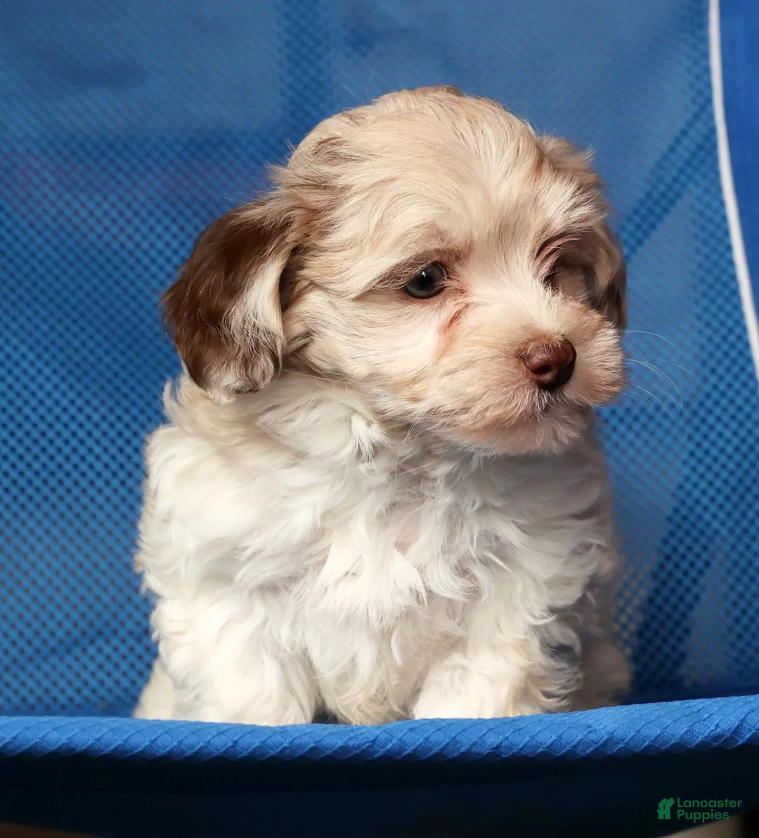 Havapoo dogs for sale: Biscuit - Ad 7