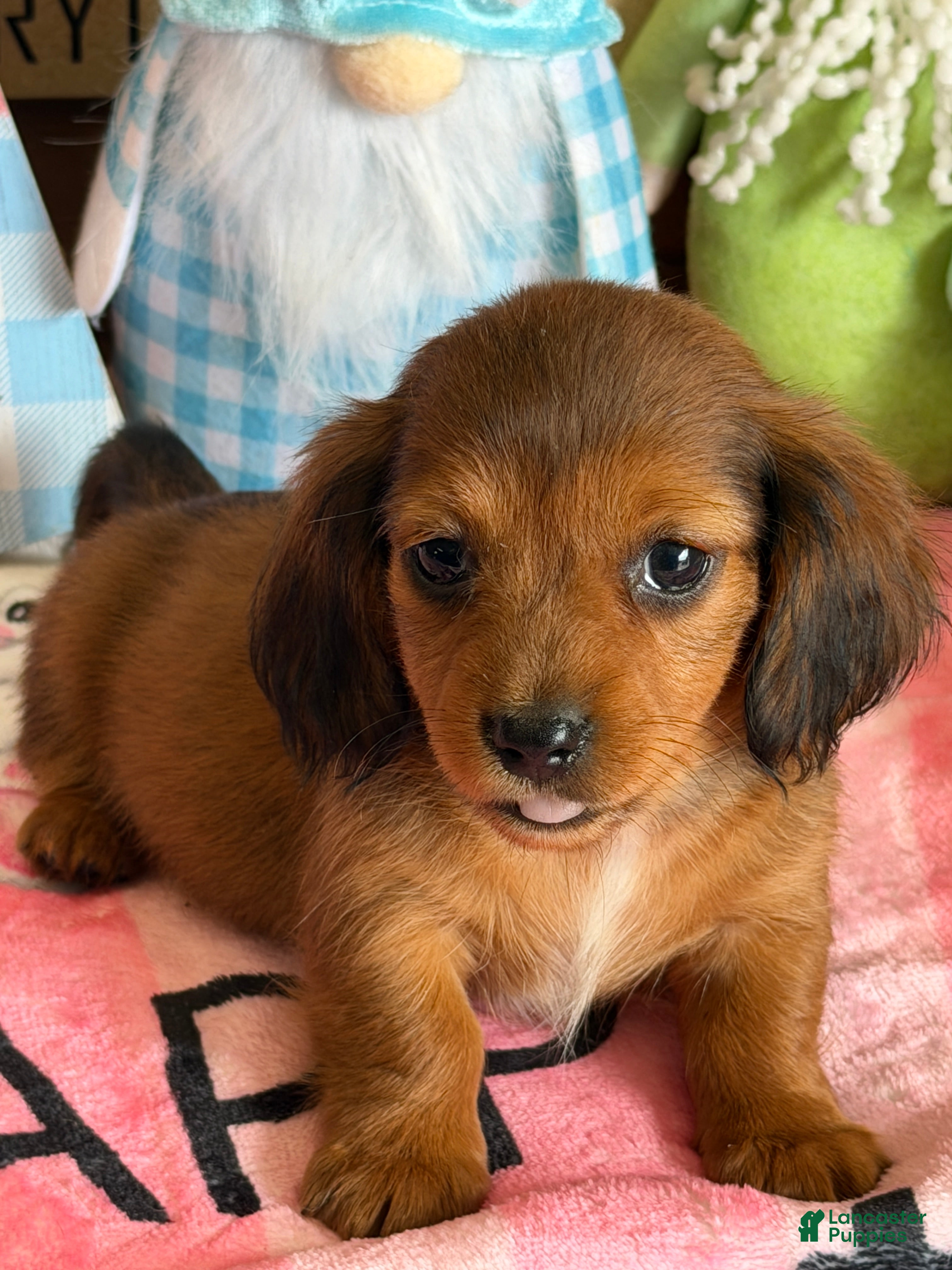 Miniature Dachshund dogs Rowdy - Ad 16