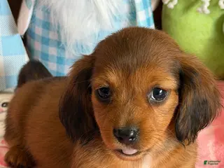 Miniature Dachshund dogs Rowdy - Ad 36