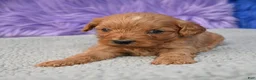 Cavapoo dogs for sale: Cavapoo 6 - Ad 13