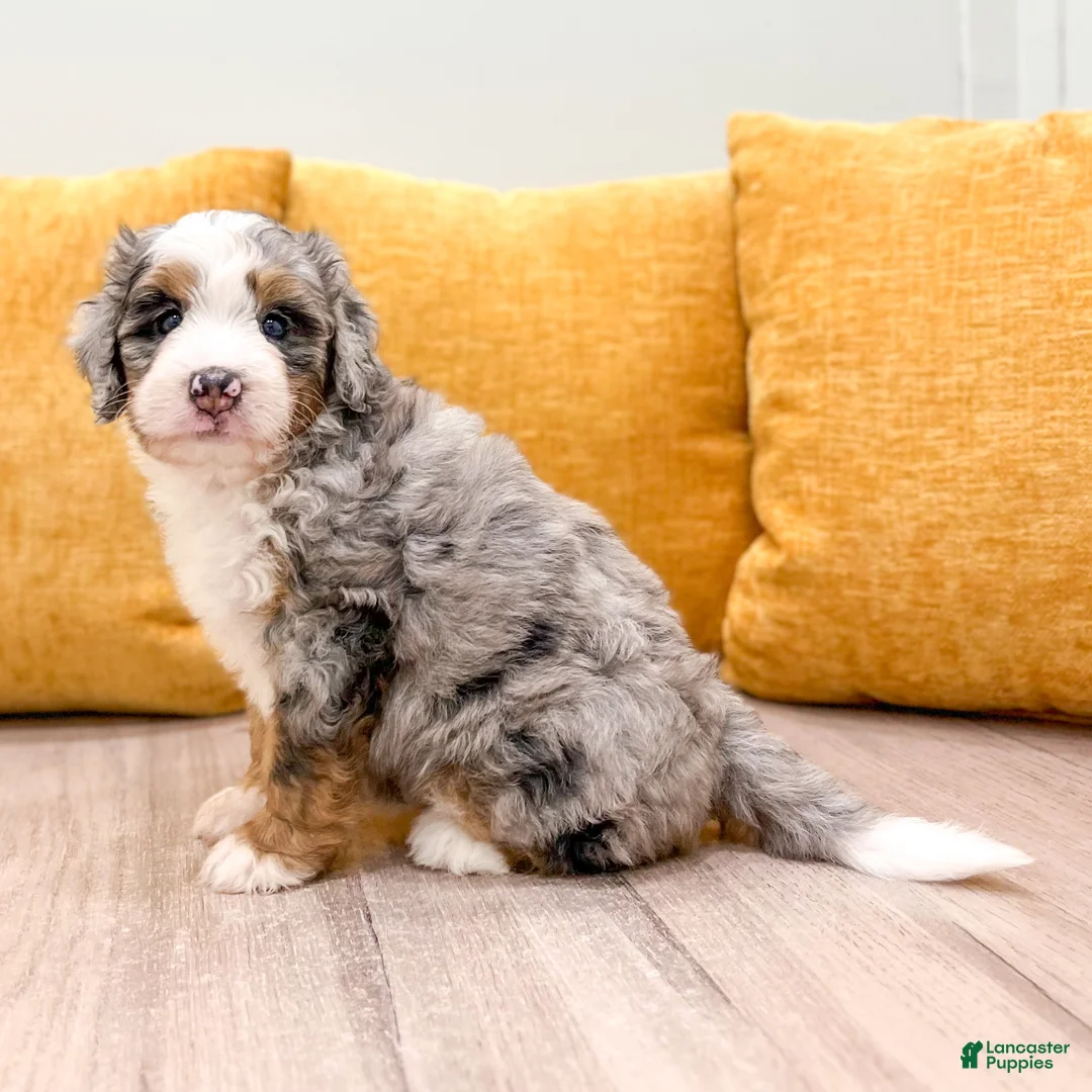 Mini Bernedoodle dogs for sale: Lexi - Ad 2
