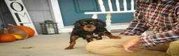 Cavalier King Charles Spaniel dogs for sale: Loki Cavalier King Charles Spaniel - Ad 3