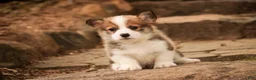 Welsh Corgi Pembroke dogs for sale: Ziggy - Ad 6
