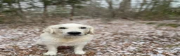 Golden Retriever dogs for sale: AKC Cream Golden Retriever Male Fifth Pick - Ad 7