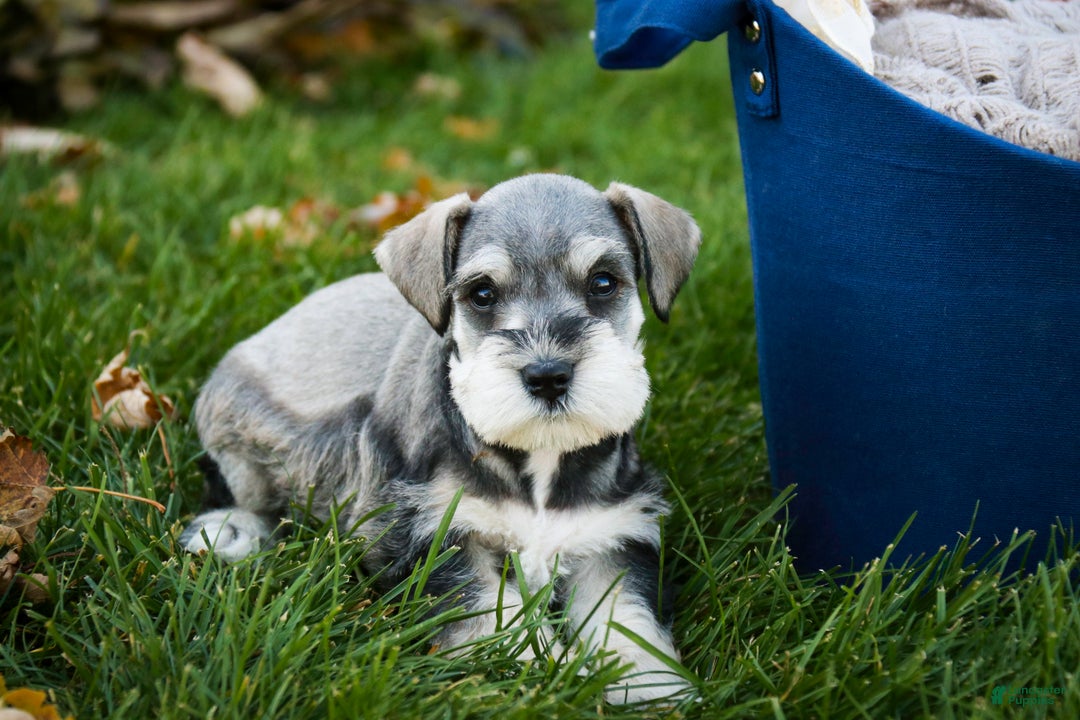 Miniature Schnauzer dogs for sale: Kris - Ad 8