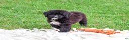 Saint Berdoodles dogs for sale: Wrenly - Ad 4