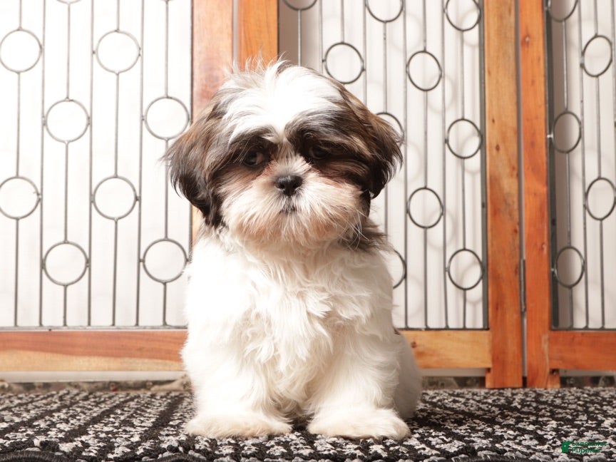 Shih Tzu dogs Muffin - Ad 1