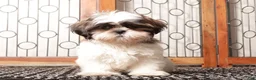 Shih Tzu dogs for sale: Muffin - Ad 1