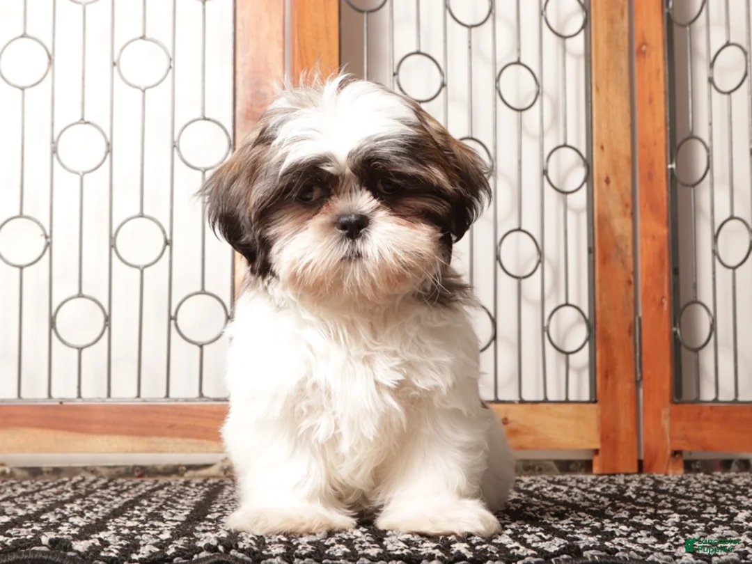 Shih Tzu dogs for sale: Muffin - Ad 1