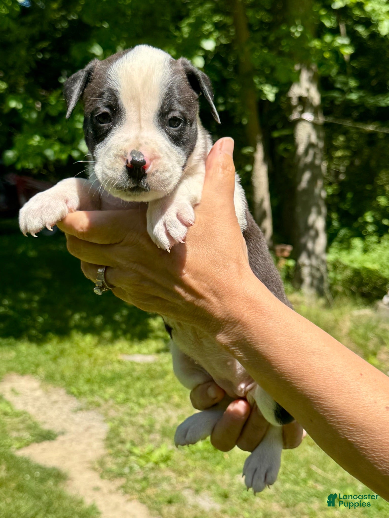 American Bulldog dogs Female 4 - Ad 1