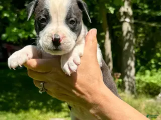 American Bulldog dogs for sale: Female 4 - Ad 3