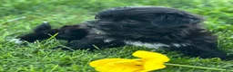 Morkie dogs for sale: Miss Janie  - Ad 4