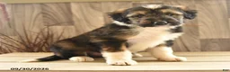Mixed Breed dogs for sale: Tinker - Ad 2