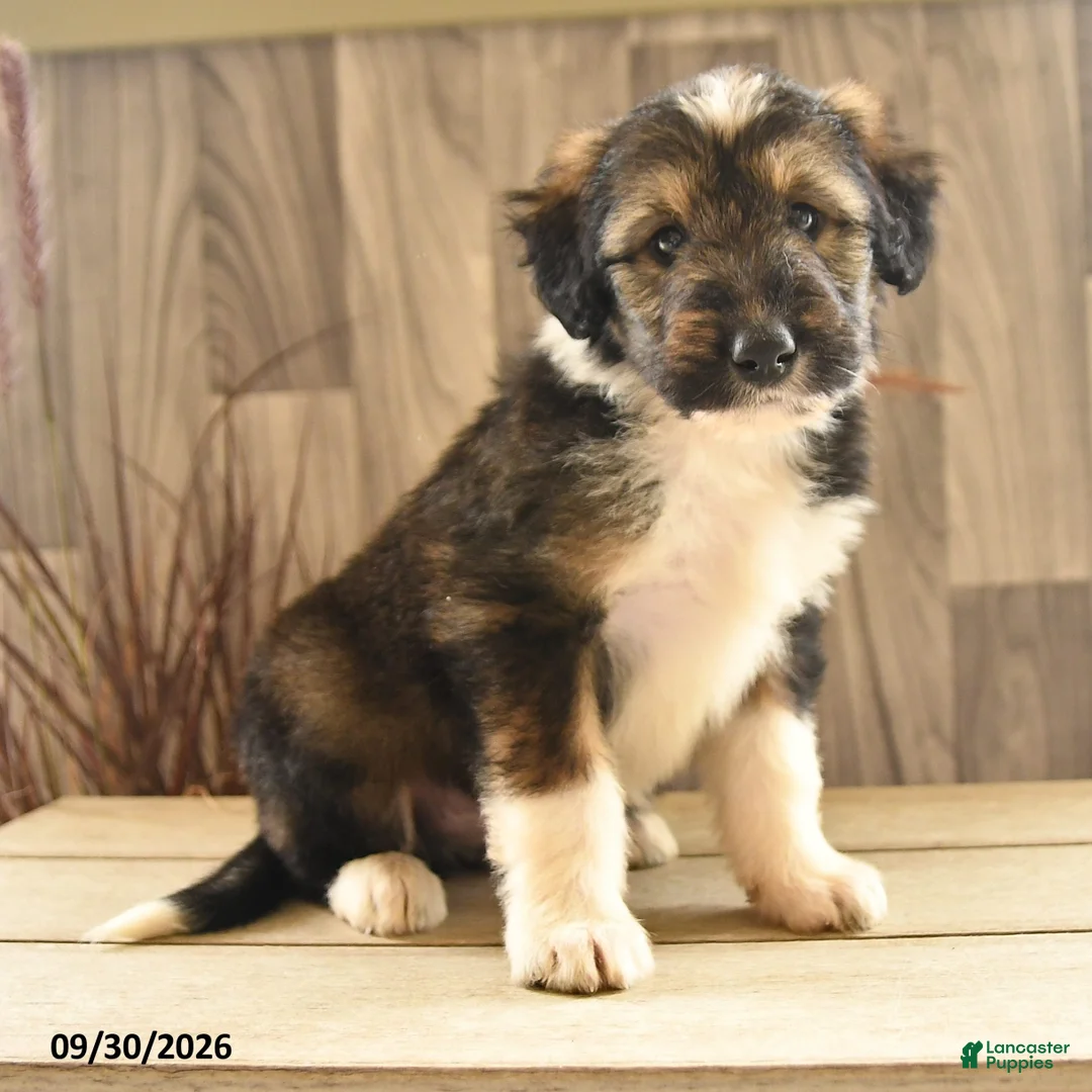 Mixed Breed dogs for sale: Tinker - Ad 2