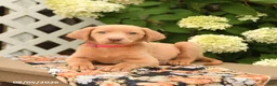 Labrador Retriever dogs for sale: Meadow - Ad 4
