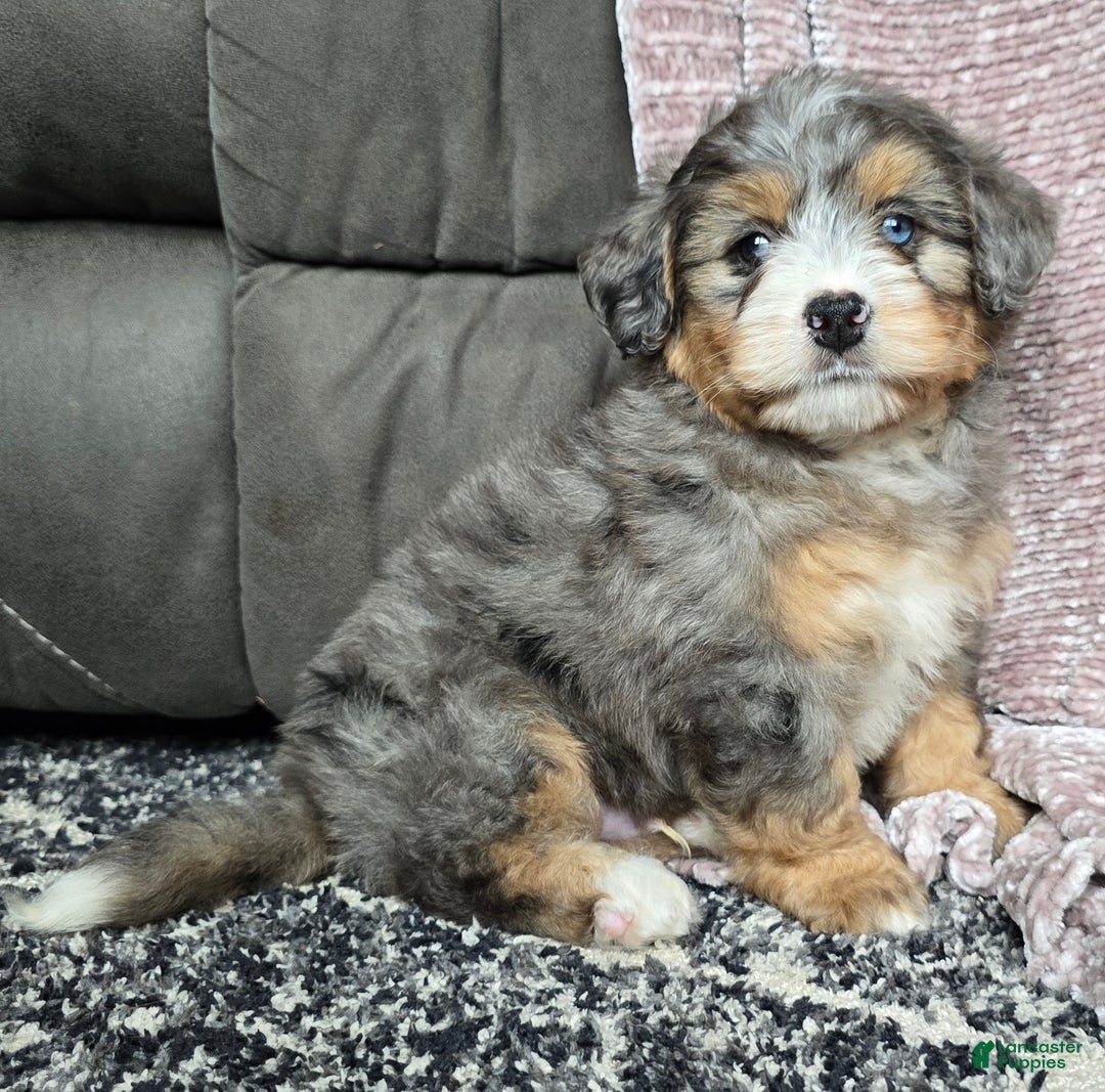 Mini Bernedoodle dogs for sale: Mini Watts - Ad 38