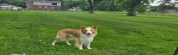 Border Collie dogs for stud: Gold/White ABCA & AKC Registered Stud - Ad 8