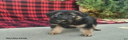 Mixed Breed dogs for sale: Rhett  - Ad 4