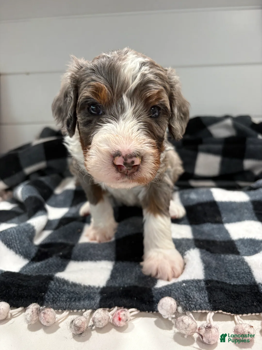 Bernedoodle dogs for sale: Smokey - Ad 4