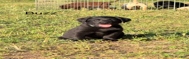 Labrador Retriever Puppy 3
